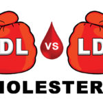 difference between hdl cholesterol & ldl cholesterol